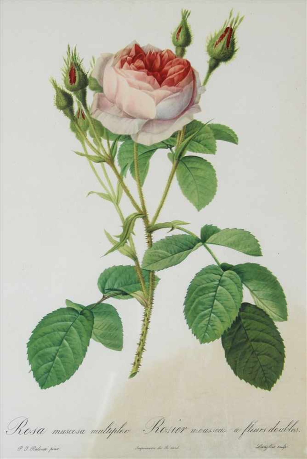 Redouté, Pierre Joseph (nach)Frankreich, um 1900. Rosa Muscosa multiplex. Offsetlithographie nach