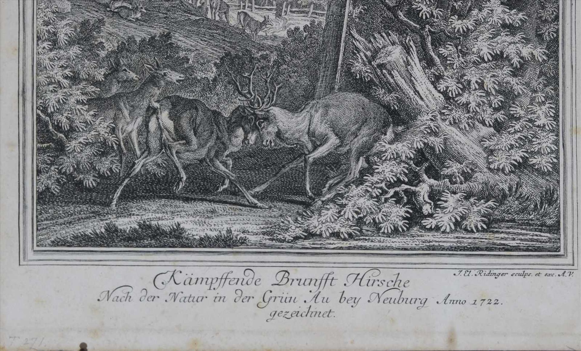 Ridinger, Johann Elias1698 Ulm - 1767 Augsburg. Kupferstich. Kämpfende Brunft Hirsche. Unten - Bild 3 aus 4
