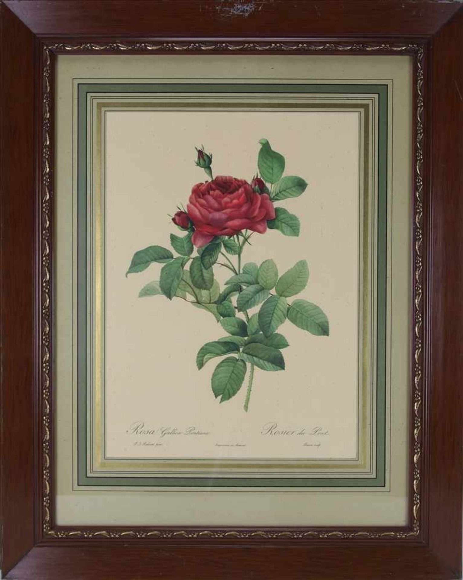 Redouté, Pierre Joseph (nach)Frankreich, um 1900. Rosa Gallica Pontiana. Offsetlithographie nach - Bild 2 aus 4