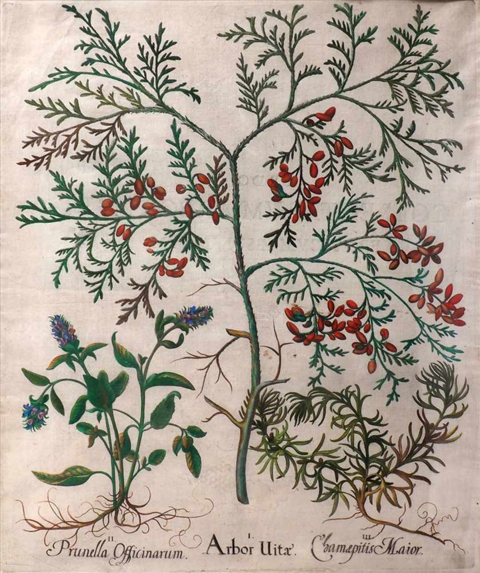 Zwei PflanzensticheDarstellung des Teucrium Uerum, recto Beschreibung des Cimum latifolium magnum - Bild 3 aus 5