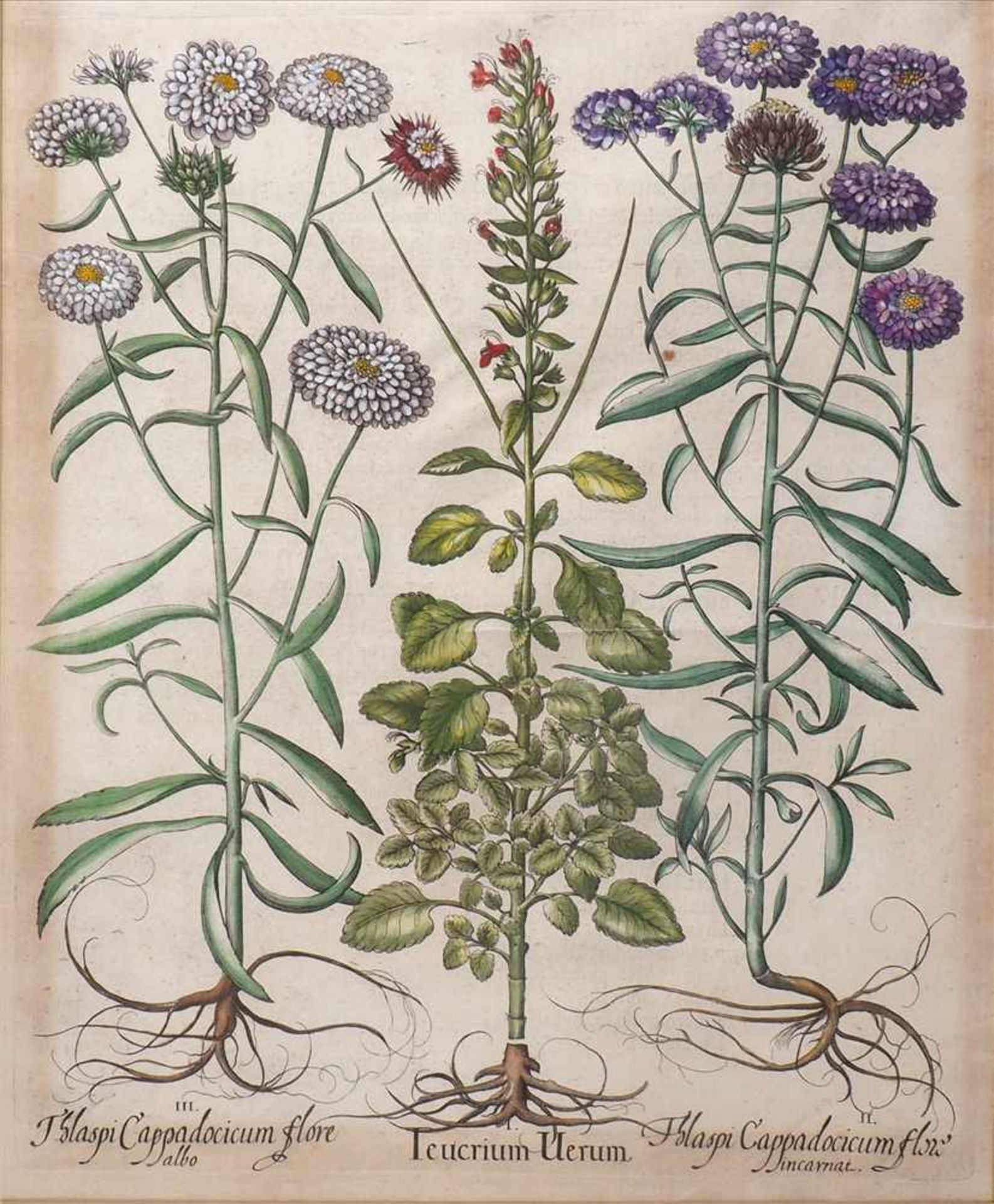 Zwei PflanzensticheDarstellung des Teucrium Uerum, recto Beschreibung des Cimum latifolium magnum - Bild 2 aus 5