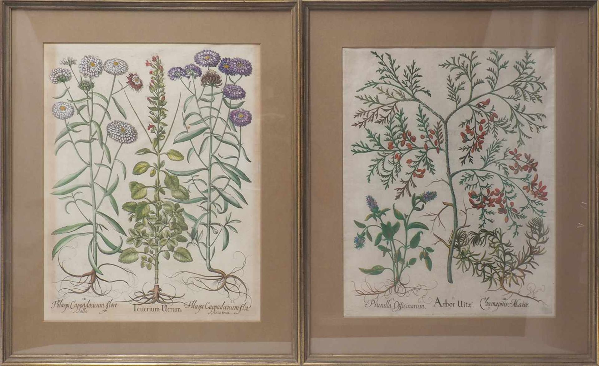 Zwei PflanzensticheDarstellung des Teucrium Uerum, recto Beschreibung des Cimum latifolium magnum
