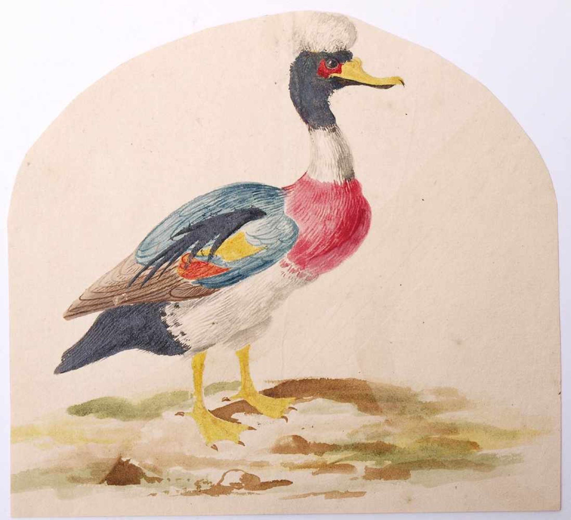 van Bronckorts, Jan Gerritsz attr.1601 Utrecht - 1661 Amsterdam. Vier Vogeldarstellungen. Aquarell - Bild 9 aus 13