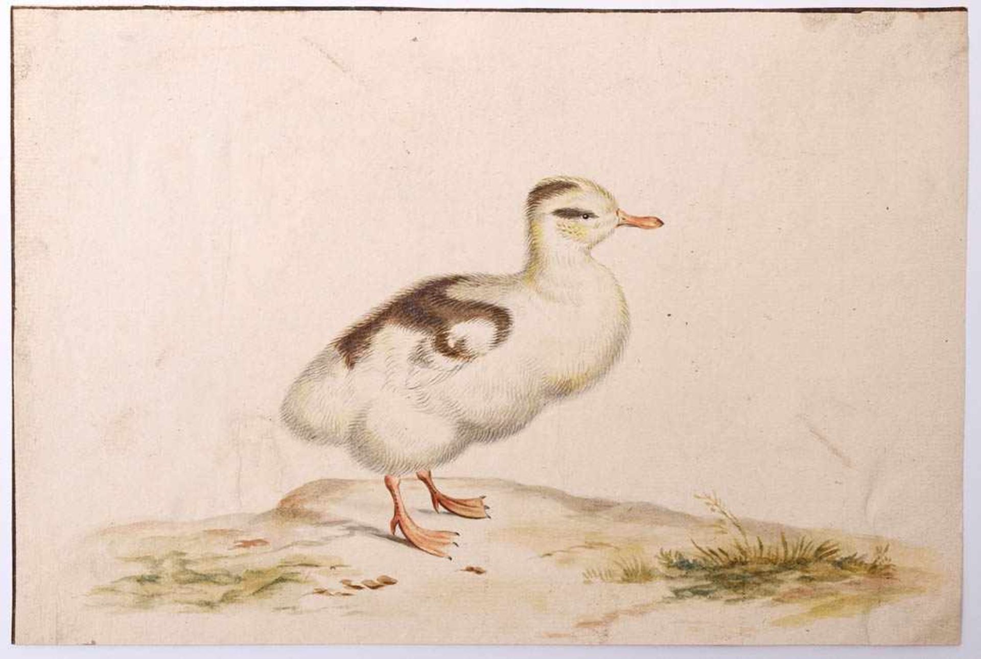 van Bronckorts, Jan Gerritsz attr.1601 Utrecht - 1661 Amsterdam. Vier Vogeldarstellungen. Aquarell - Bild 5 aus 13