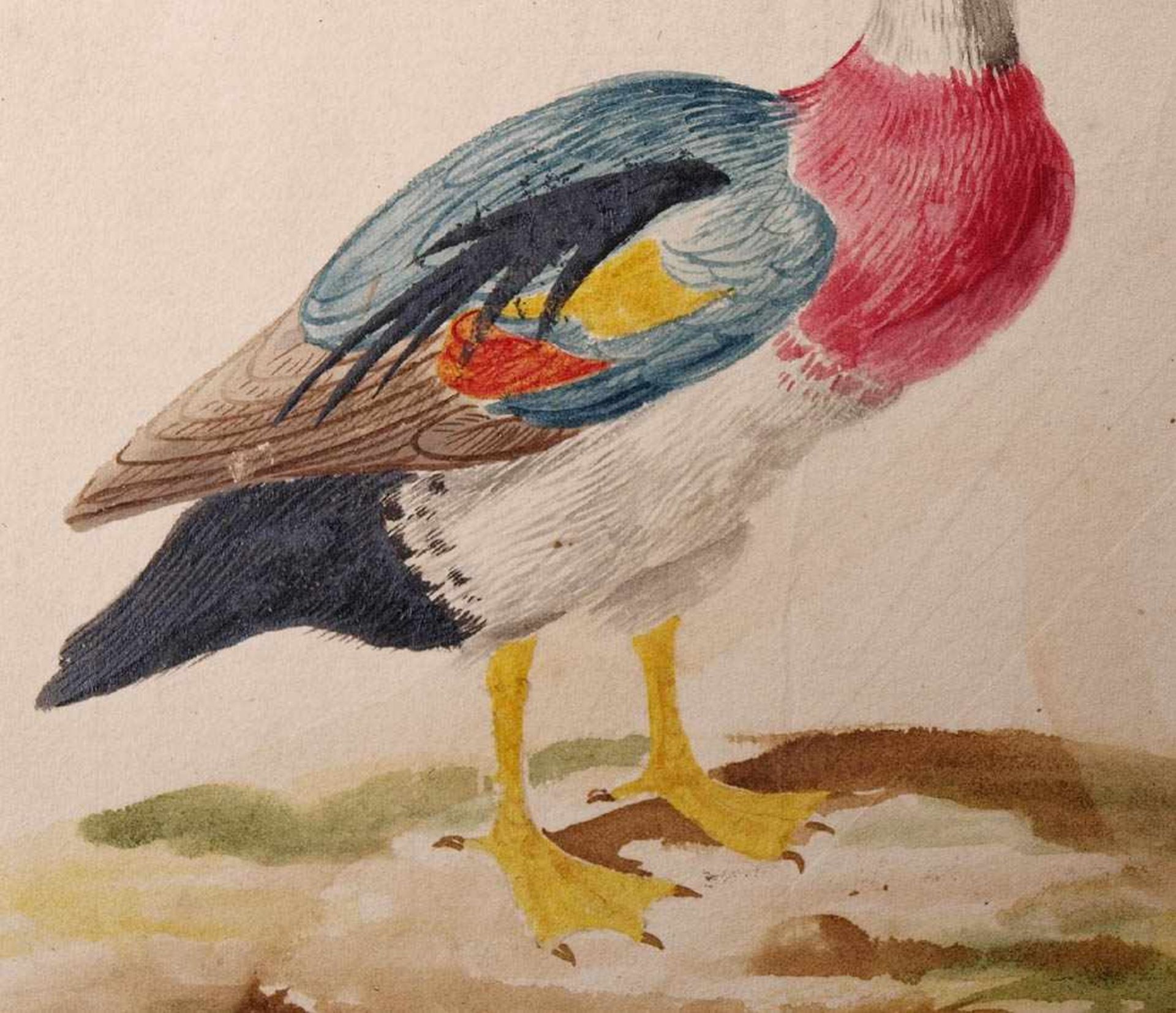 van Bronckorts, Jan Gerritsz attr.1601 Utrecht - 1661 Amsterdam. Vier Vogeldarstellungen. Aquarell - Bild 11 aus 13