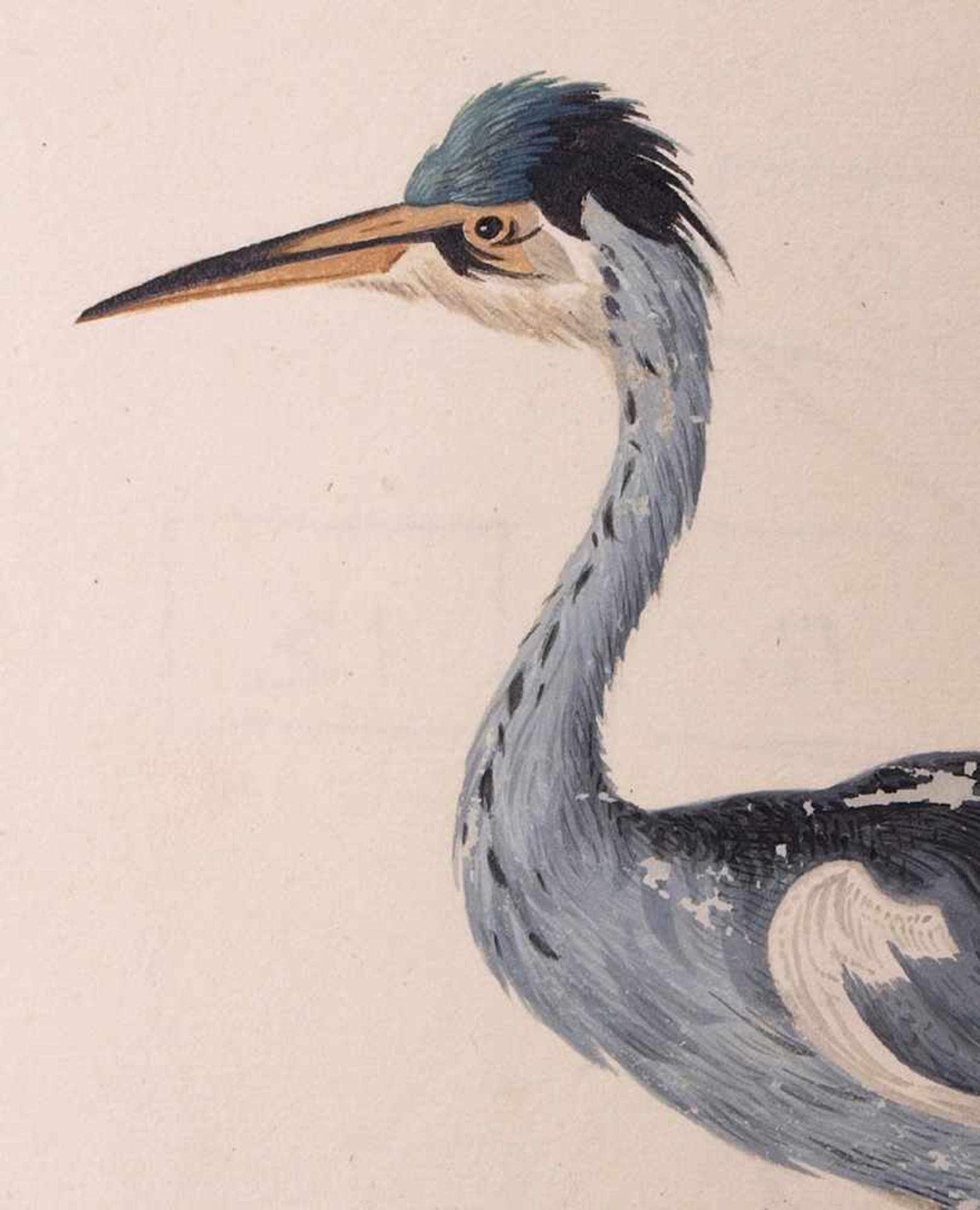 van Bronckorts, Jan Gerritsz attr.1601 Utrecht - 1661 Amsterdam. Vier Vogeldarstellungen. Aquarell - Bild 2 aus 13