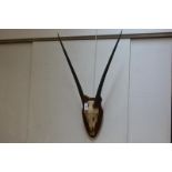 Taxidermy: a pair of Gemsbok or South African Oryx (Oryx Gazella) horns, on a half skull mounted