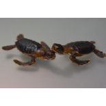 Taxidermy: two Green Turtle (Chelonia Mydas) hatchlings, c. 1920. Length 9.5cm. NOTE: CITES Appendix