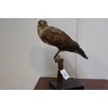 Taxidermy: a buzzard, modelled perched on a branch, Sweden, 1941, with pencil inscription to the