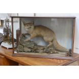 Taxidermy: a fox, early 20th century, modelled standing on an outcrop, in a glazed mahogany case.