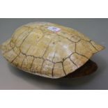 A Blonde Turtle Shell, Arrau Turtle (Podocnemis Expansa), c. 1910, CITES Appendix II, Annex B (