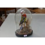 Taxidermy: a Red Head Eastern Rosella Parakeet (Platycerus Eximius), third quarter of the 19th