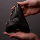 Black Megalodon Tooth