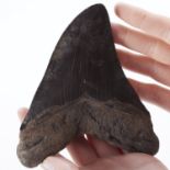 Large Hooked Megalodon Tooth