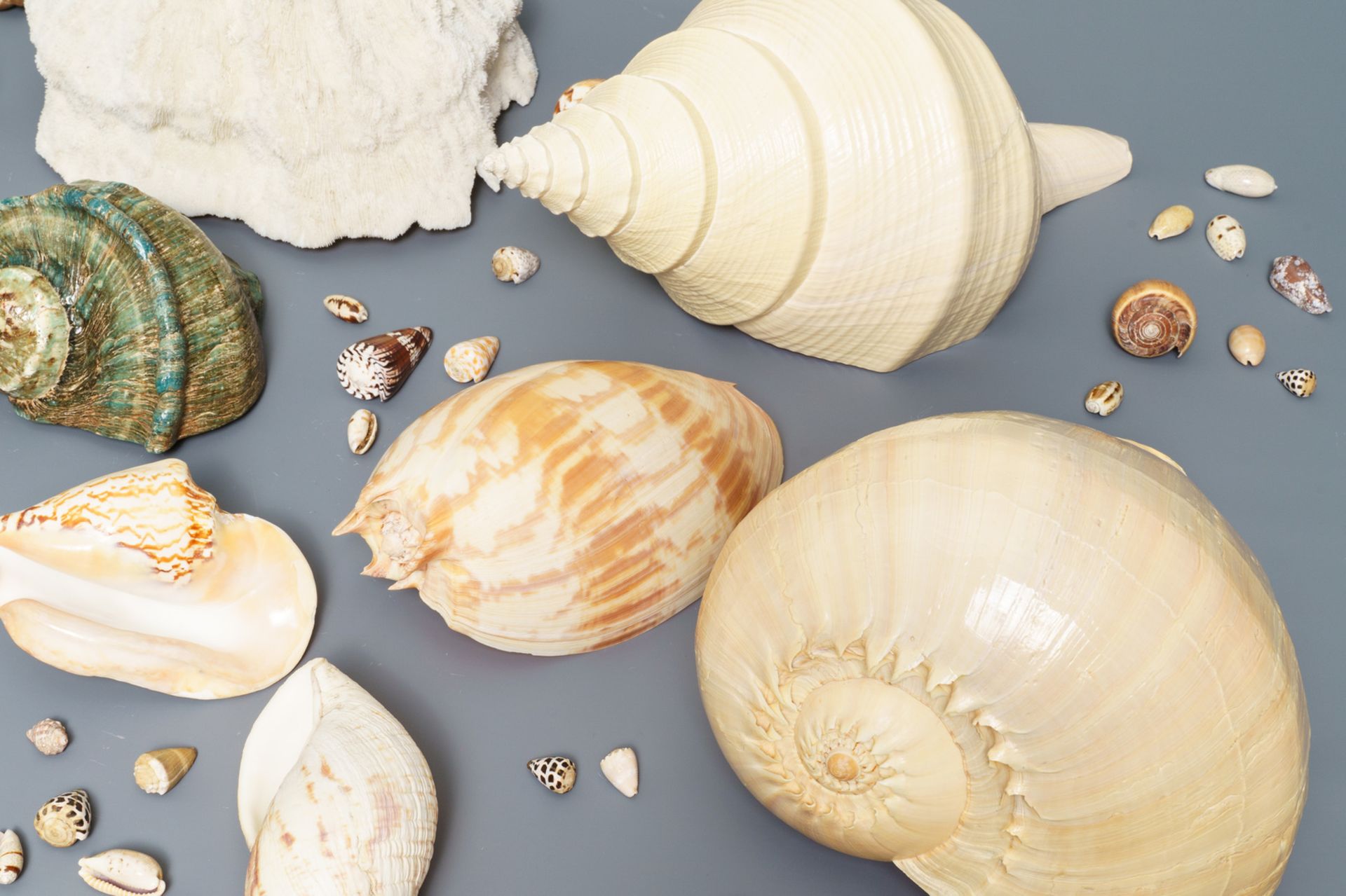 A collection of large sea shells and a white coral - Image 8 of 8