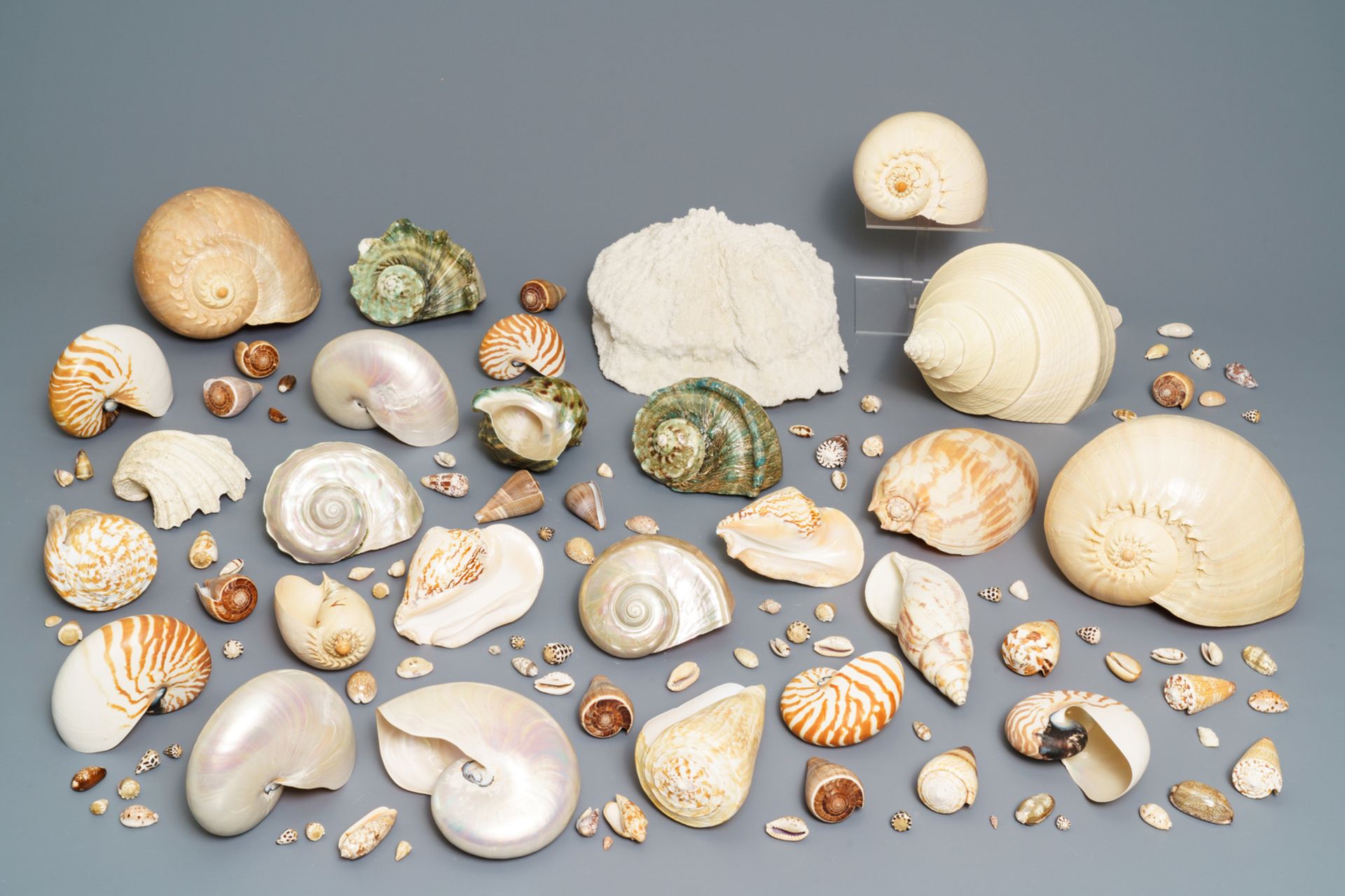 A collection of large sea shells and a white coral