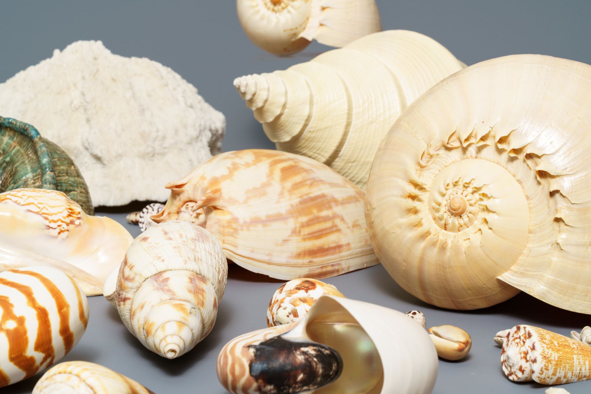 A collection of large sea shells and a white coral - Image 5 of 8