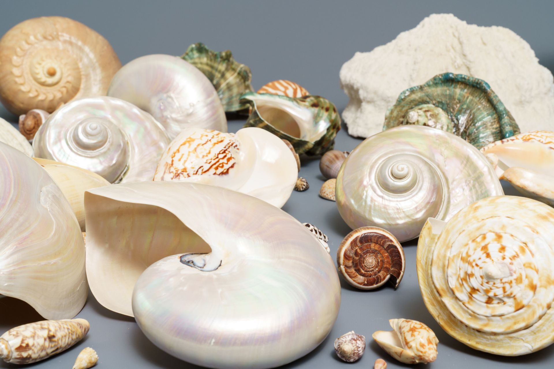 A collection of large sea shells and a white coral - Image 3 of 8