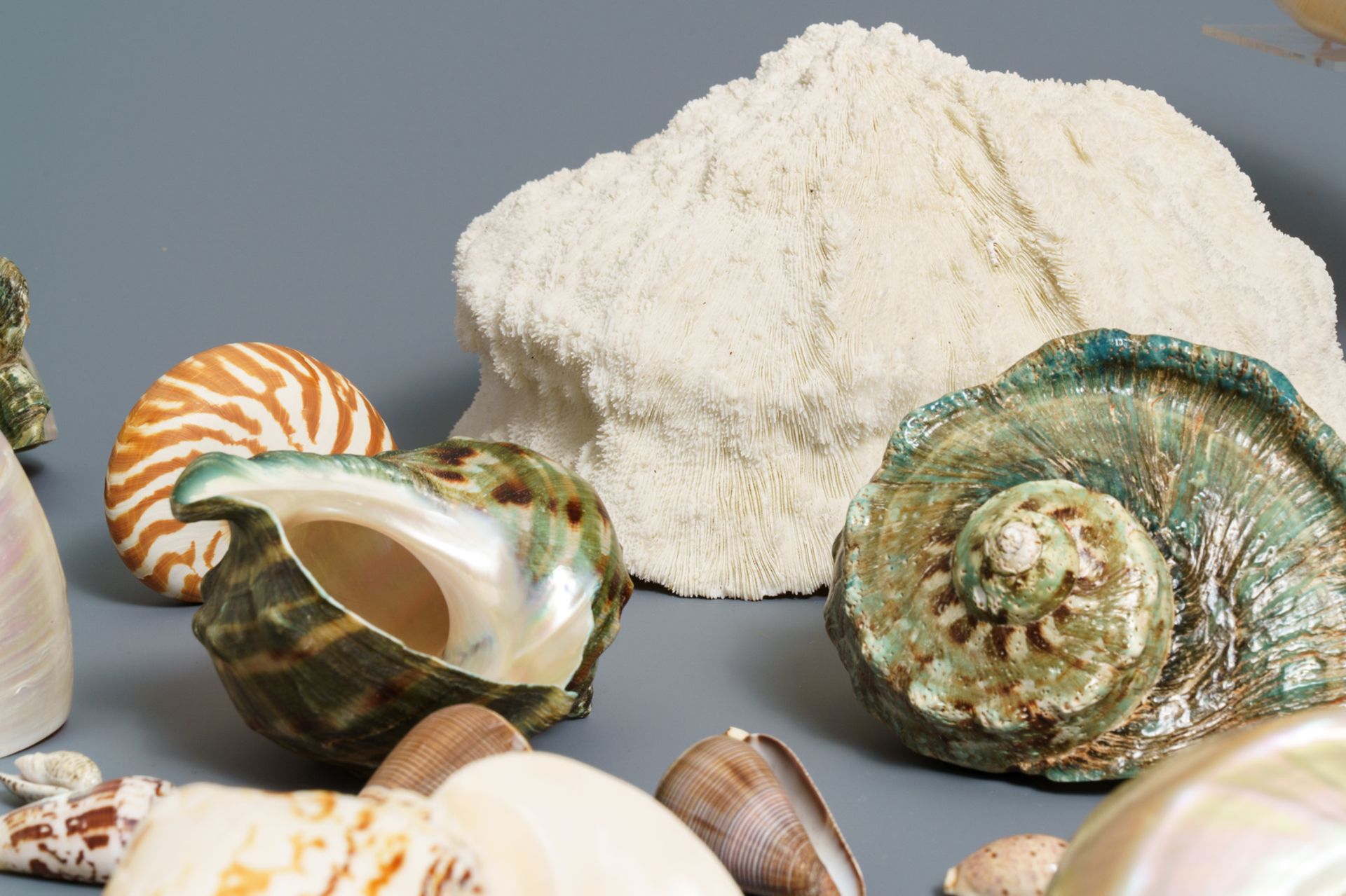 A collection of large sea shells and a white coral - Image 6 of 8