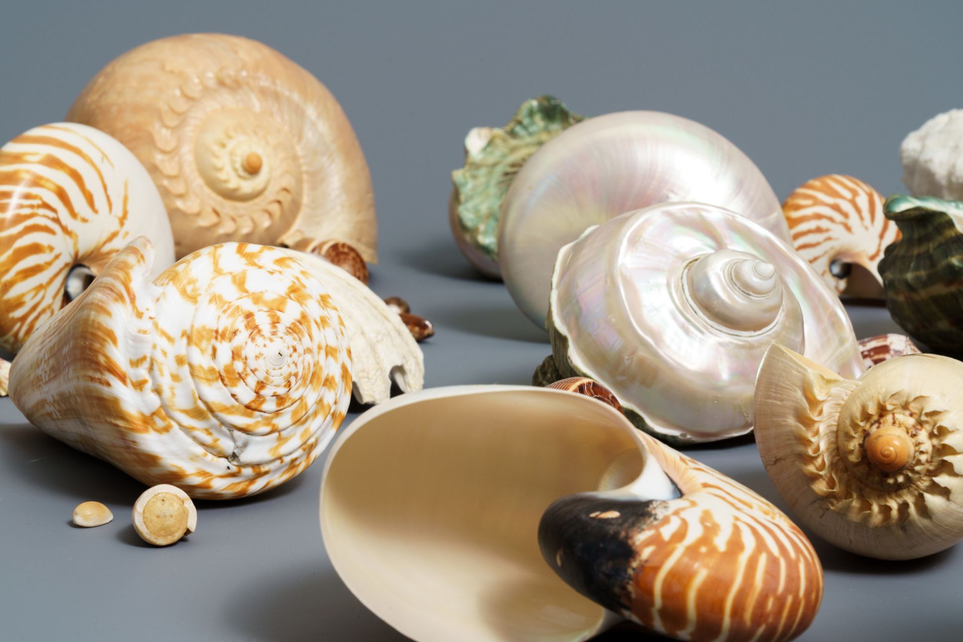 A collection of large sea shells and a white coral - Image 2 of 8