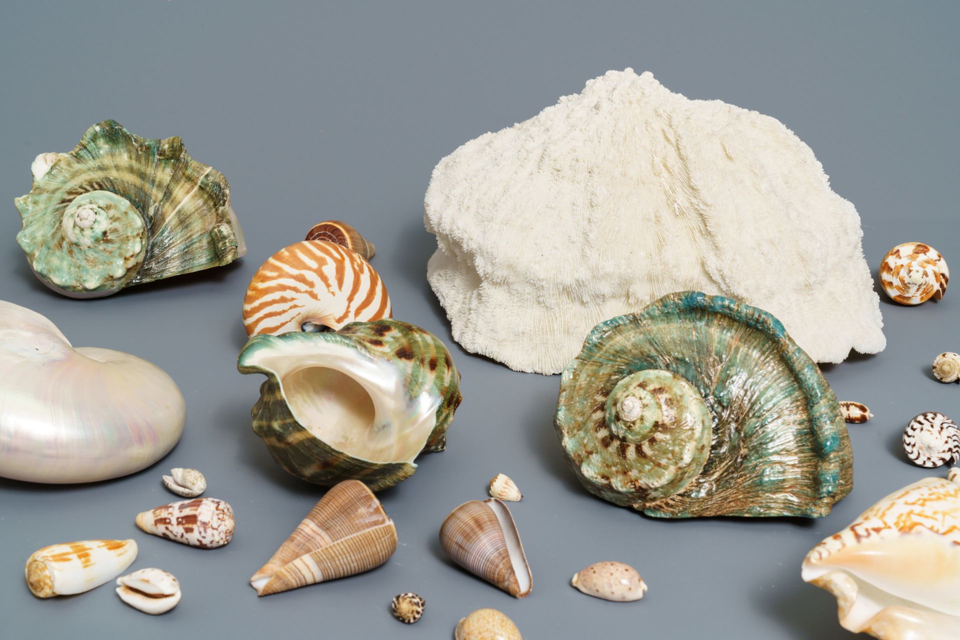 A collection of large sea shells and a white coral - Image 7 of 8