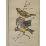 ERIC PEAKE early watercolour - titled label verso 'Formosan Kinglets', 25 x 16 cms