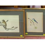PATRICK D WHALLEY 1979 watercolours, two - a thrush, 21 x 24 cms and a blue tit, 24 x 16 cms