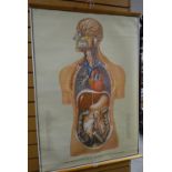 Twentieth century linen back medical chart 'Median Section of Head with Neck & Viscera of the