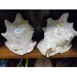 Two large conch shells