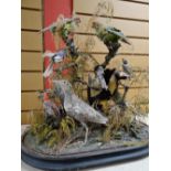 A taxidermy study of mainly exotic birds (distressed and without glass dome) Condition reports