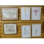 Set of four framed botanical prints & framed maps of Hampshire, Isle of Wight Condition reports