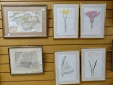 Set of four framed botanical prints & framed maps of Hampshire, Isle of Wight Condition reports