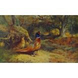 ARCHIBALD THORBURN limited edition (109/850) print - two pheasants in woodland with another in a