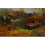 ARCHIBALD THORBURN limited edition (9/850) print - three pheasants feeding on grassland, 32 x 50cms