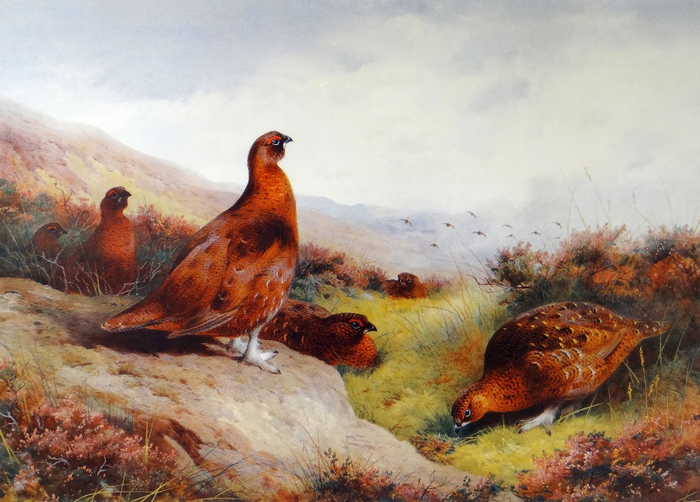 ARCHIBALD THORBURN limited edition (109/850) print - six pheasants on the ground in gorse land, 36 x