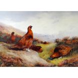 ARCHIBALD THORBURN limited edition (109/850) print - six pheasants on the ground in gorse land, 36 x