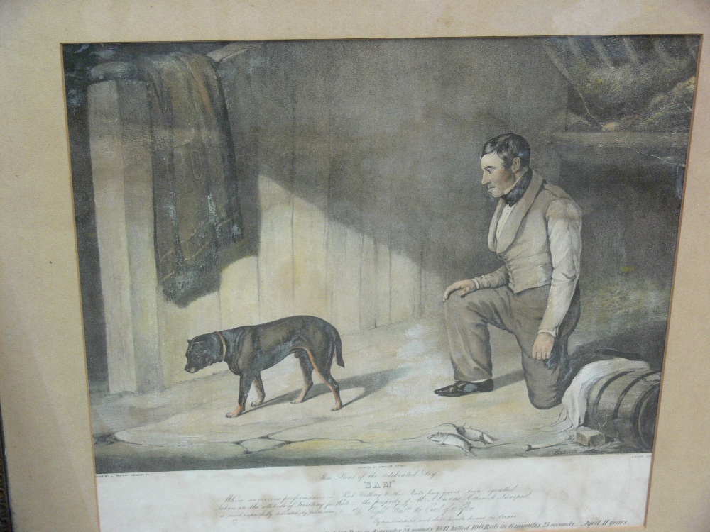 A MILLER, Liverpool print - portrait of the celebrated dog 'Sam', 34 x 38 cms