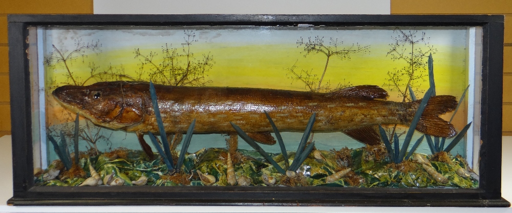 Taxidermy rectangular cased pike within naturalistic background and base, having glazed sides and