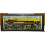 Taxidermy rectangular cased pike within naturalistic background and base, having glazed sides and