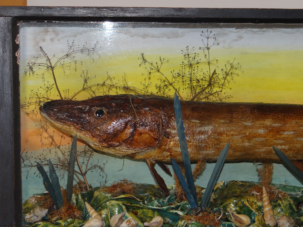 Taxidermy rectangular cased pike within naturalistic background and base, having glazed sides and - Image 2 of 2