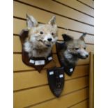 A pair of mounted taxidermy fox heads together with a mounted fox foot by W J Coles & Sons, Taunton