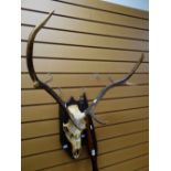 A pair of native carved spears and a mounted deer skull with antlers Condition reports provided on