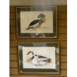 JANE WRIGHT '81 watercolours, a pair - studies of ducks, 31 x 46 cms