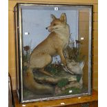 A cased taxidermy fox in disturbed pose while protecting dead bird prey, seated on a faux-rock