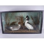 A VINTAGE CASED TAXIDERMY STUDY OF MALE & FEMALE COMMON GOLDENEYE DUCKS, 41 cms high, 72.5 cms wide,