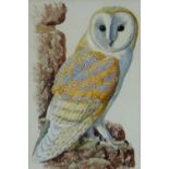 CHARLES FREDERICK TUNNICLIFFE mixed media - study of a perched barn owl, signed, 25 x 17cms