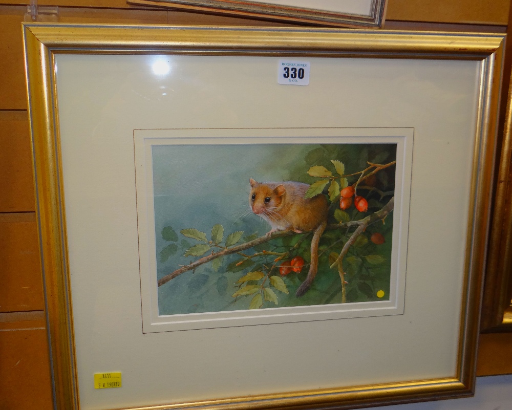 NEIL COX watercolour - study of a dormouse in foliage, signed, 71 x 24.5cms