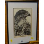 ANNA KIRK SMITH pencil drawing - study of an eagle in profile, signed and dated '95, 31 x 20cms (