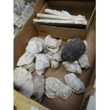 BOX CONTAINING VICTORIAN PLASTER MAQUETTES of various heads of Angels, Bishops ETC Provenance:PLEASE