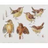 MILDRED E ELDRIDGE watercolour and pencil - studies of a wren, titled and with Latin nomenclature,